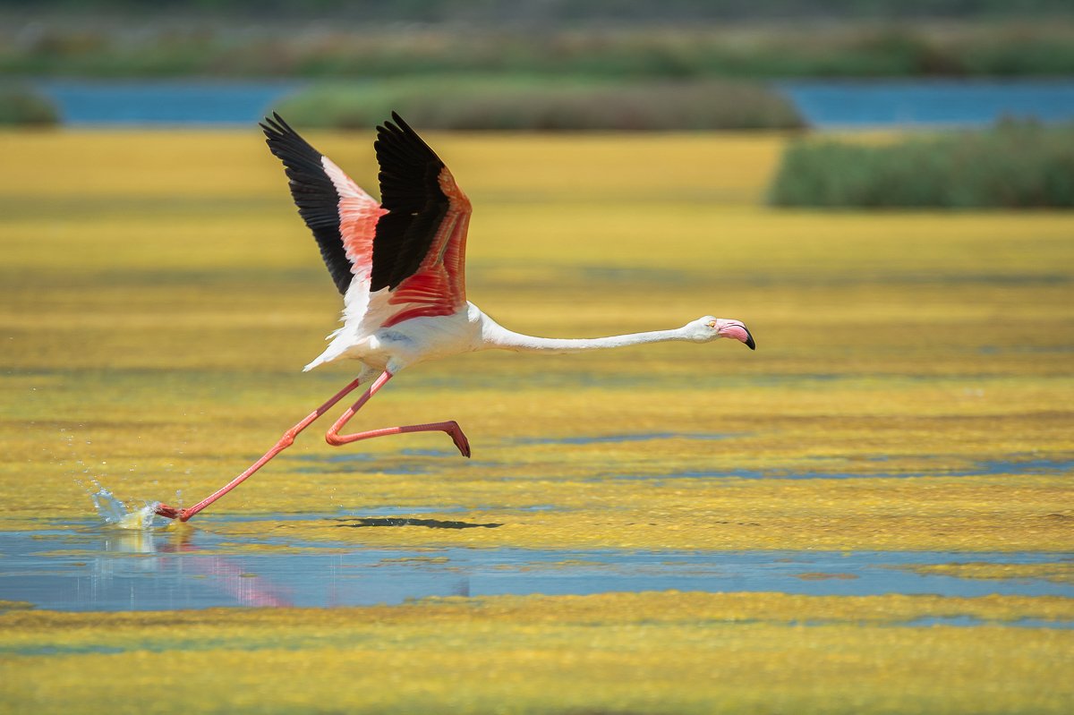 flamingo, Filip Stefaniak
