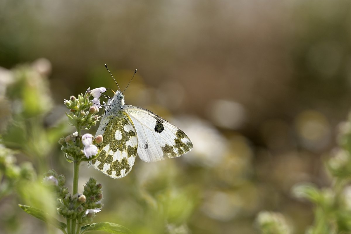 бабочка butterfly, Jaroslav Mego