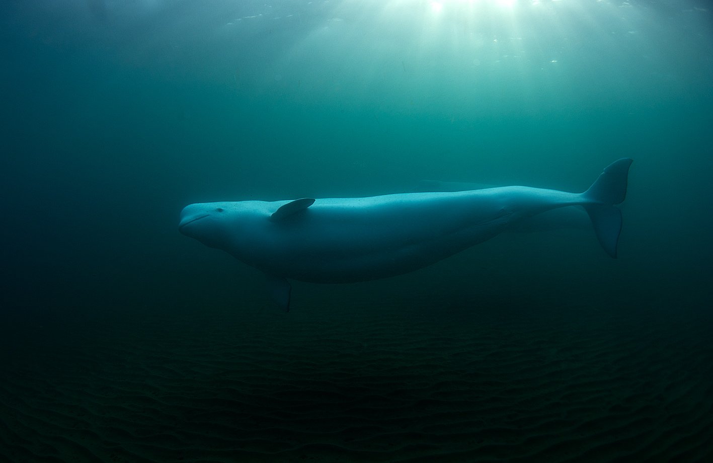 White whale. Кашалот Белуха. Белуха ареал обитания. Белуха и Касатка и Кашалот. Черная Белуха.