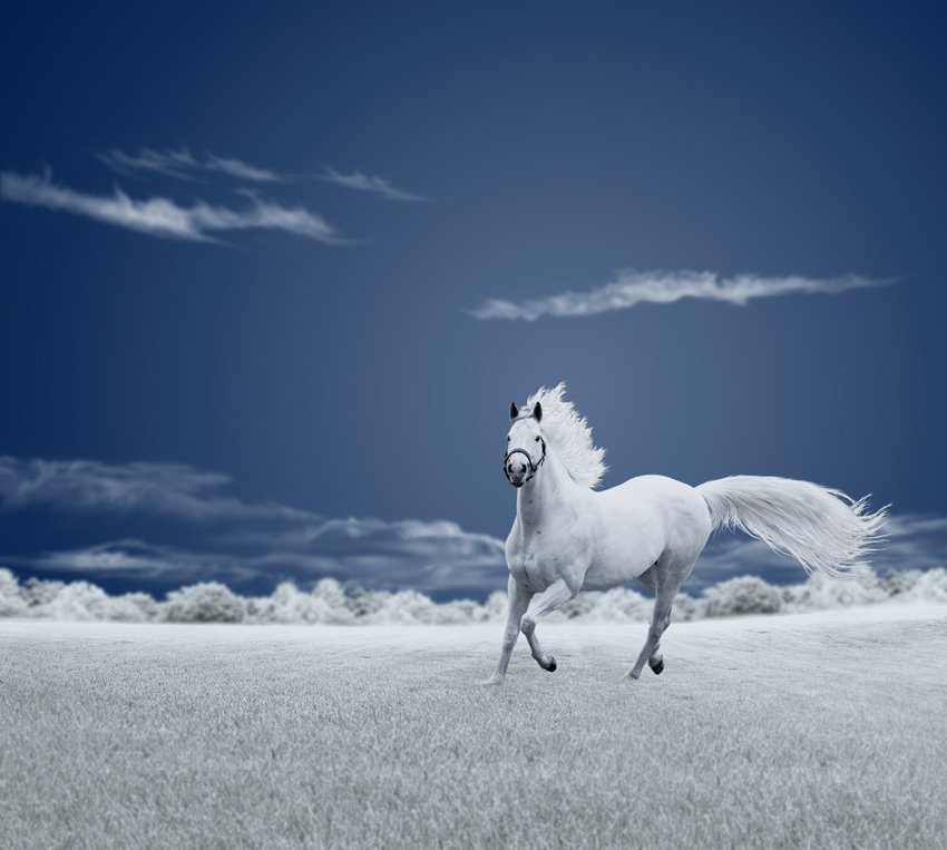 running, sky, ir, clouds, fiels, horse, Caras Ionut