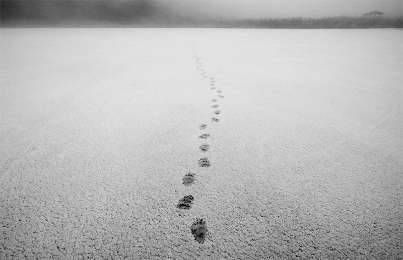 bear, footprint, snow, cold, trace, Мухамбетов Руслан