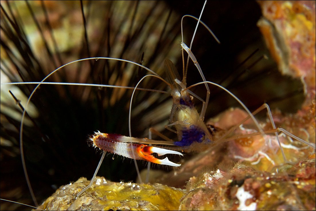 underwater, similan, islands, coral, shrimp, Anton Akhmatov