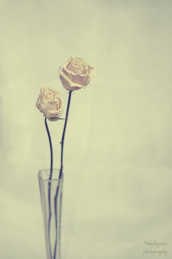 flowers, roses, цветы, розы, натюрморт, ваза, vase, Мамакова Анжелика