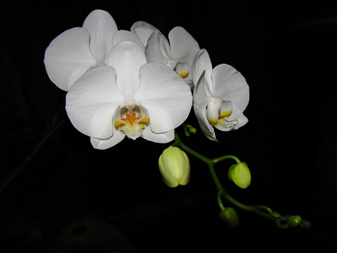 красота, цветение, орхидея, SvetLana
