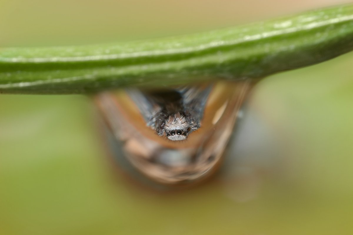 паук, скакун, капля, отражение, макро, micro-nikkor af 105mm f/2.8 d, nikon d80, Александр Кириченко