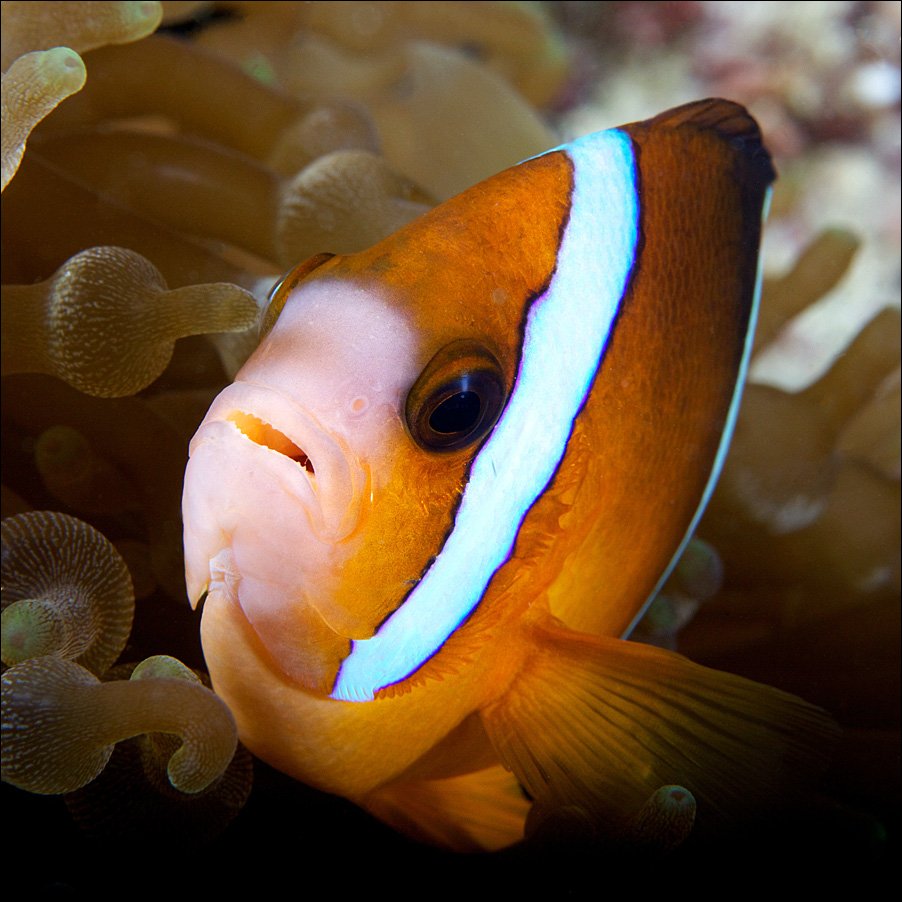 underwater, clown, fish, anemone, sipadan, Anton Akhmatov