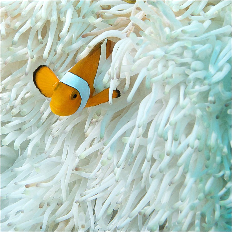 fish, anemone, clown, coral, underwater, Anton Akhmatov