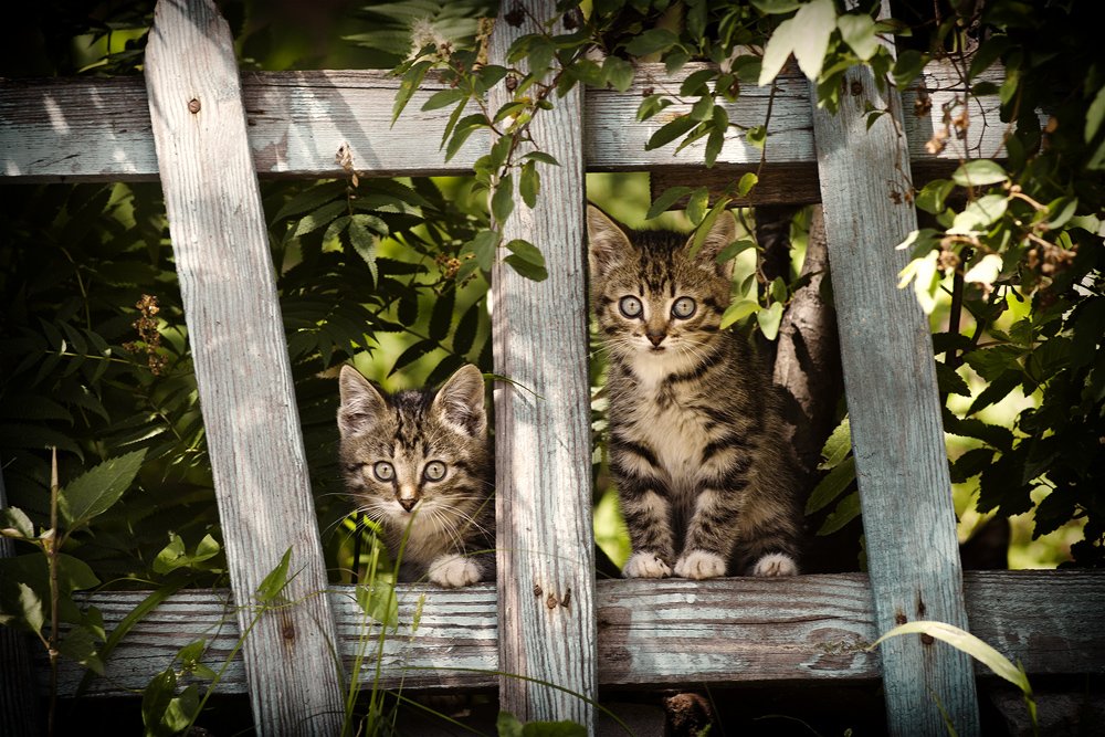 котёнок, кошка, животные, забор, Дмитрий Душаков