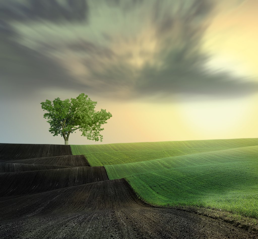 green, yellow, sky, clouds, , grass, land, tree, leaf, Caras Ionut