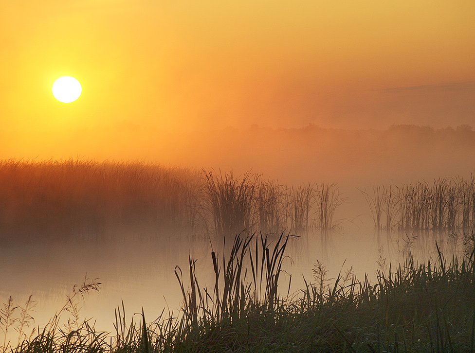 утро, туман, река, солнце, восход, камыш, Марина Брыдня