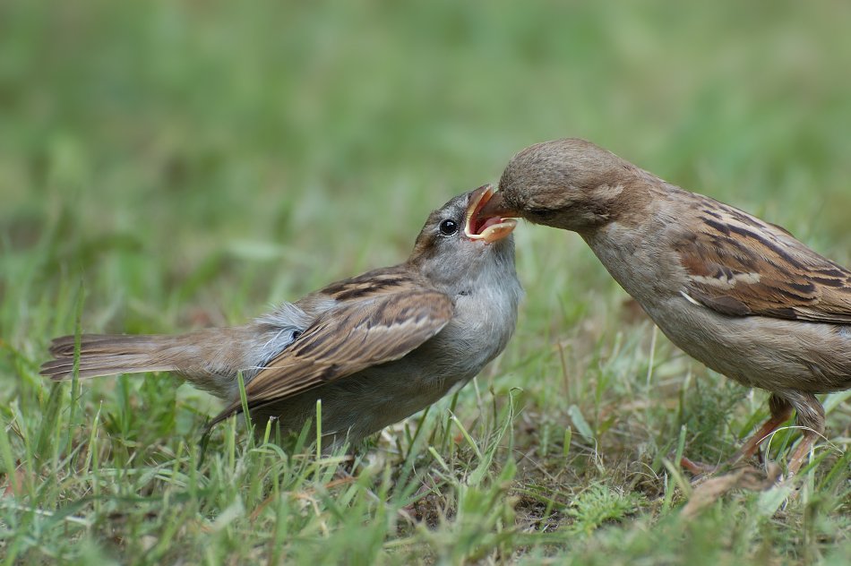animal, bird, sparrow, Stefan Stefanov