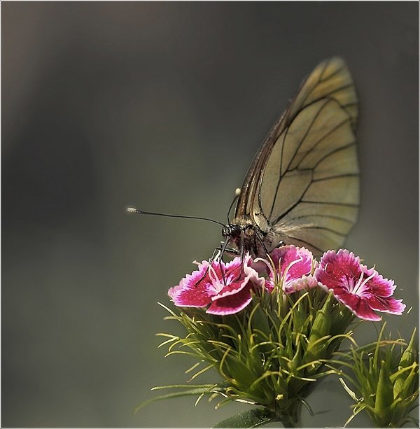 , природа, бабочка, Дмитрий Алексеев