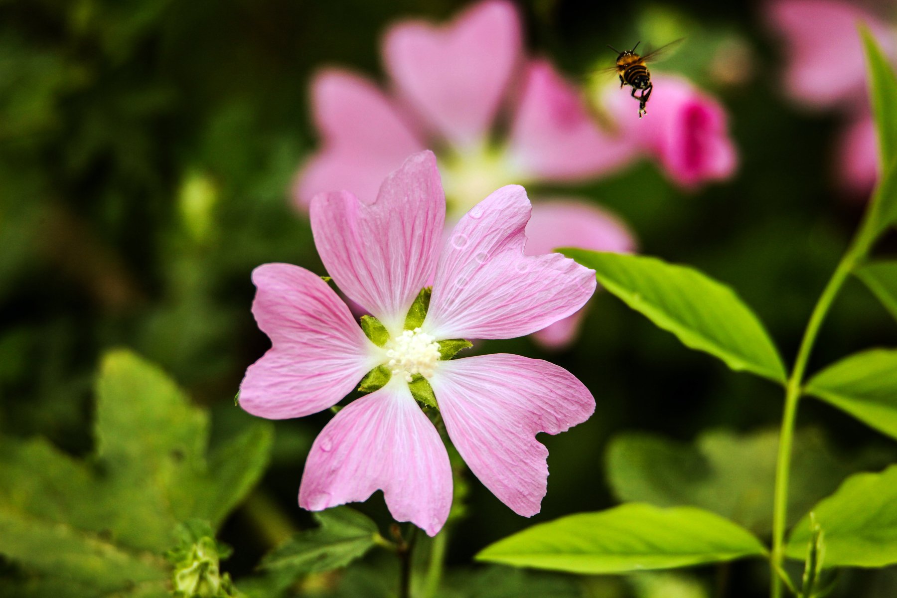 макро,флора.цветы.насекомые,пчёлы,, Marat Magov