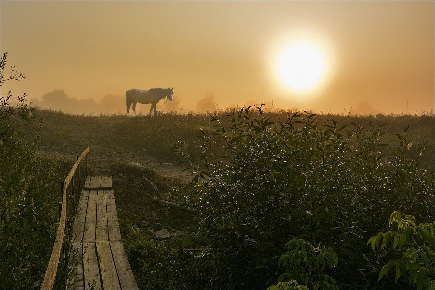 деревня, утро, туман, конь, солнце, роса, мостик, Дмитрий Колисниченко