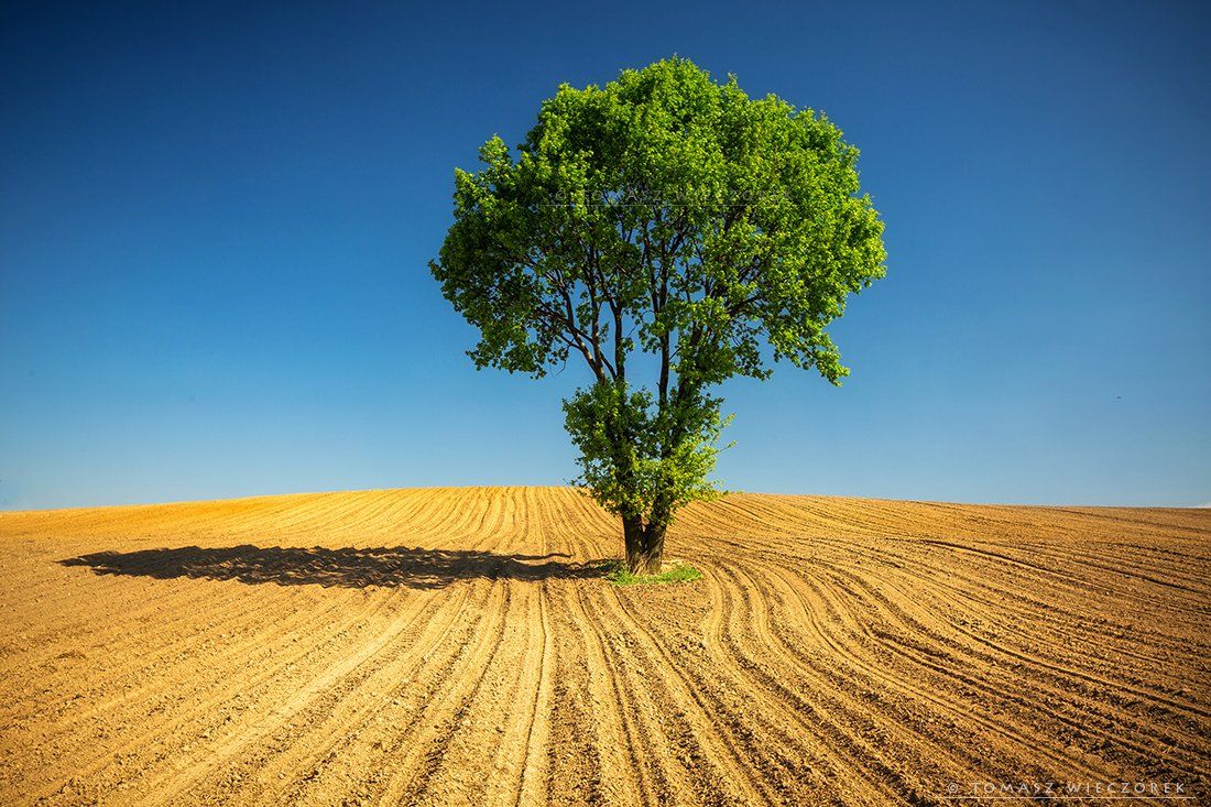 poland, fields, sky, blue, loneliness, polish, landscape, tree, shadow, hot, warm, green, brown, Tomasz Wieczorek