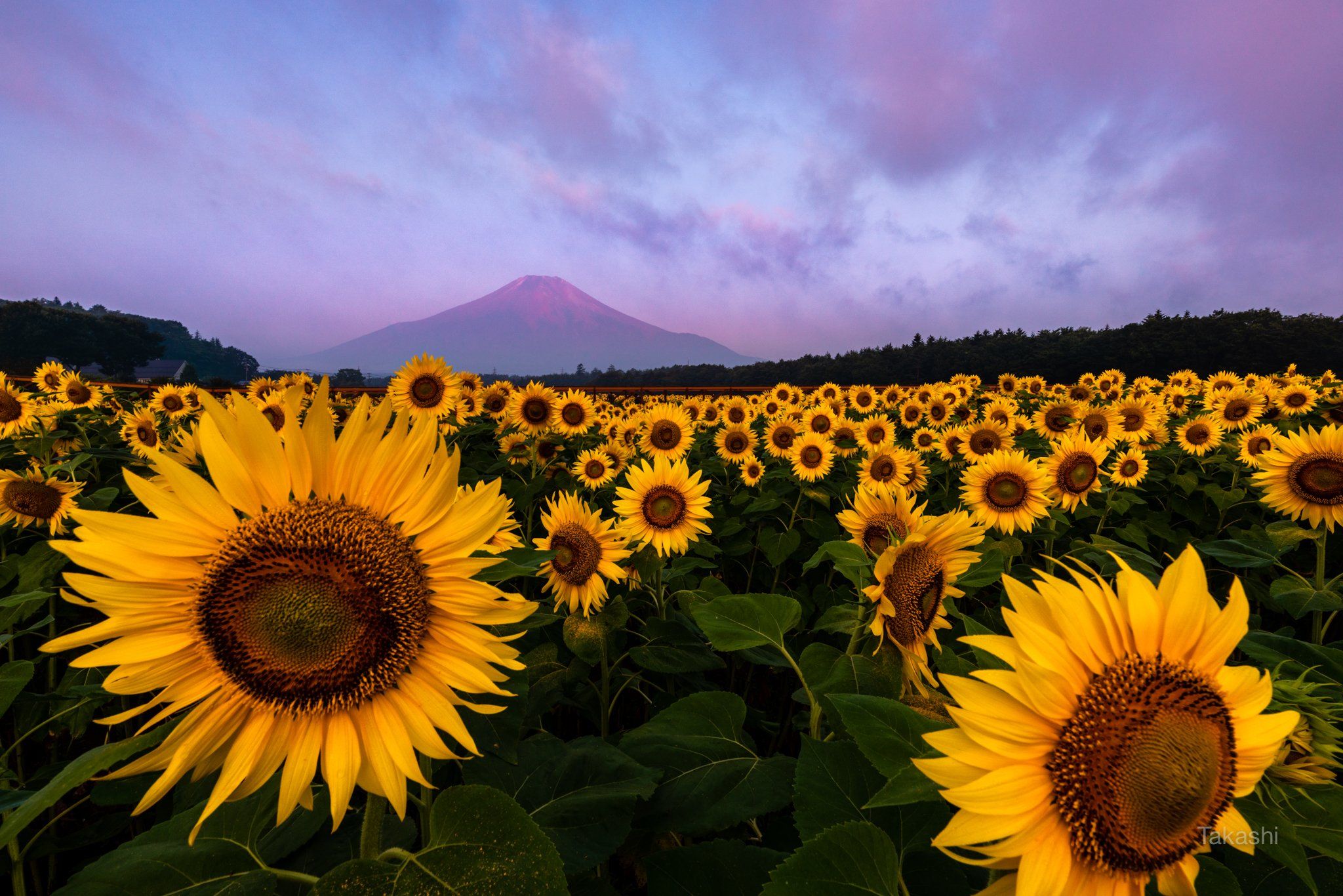 Fuji,Japan,mountain,cloud,yellow,flower,sun flower,summer,morning,beautiful,, Takashi