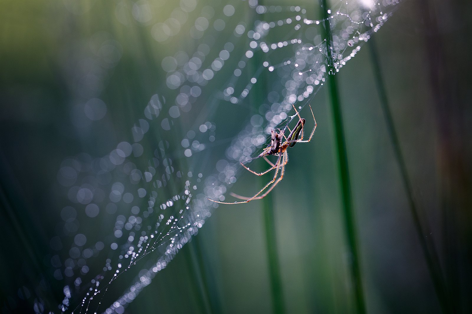 spider,insects,spider web,light,bokeh,beautiful,fairy,macro,wild,nature,insect,drops, Georgi Georgiev
