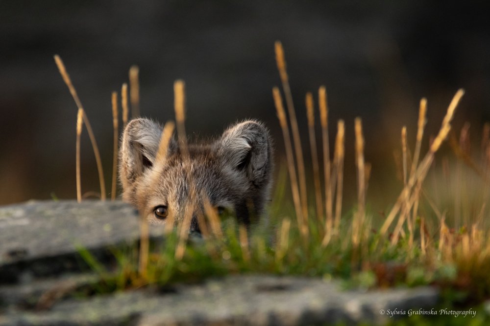 arctic fox, fox, animals, norway, fjelrev, fjällräv, wildlife, nature, Sylwia Grabinska
