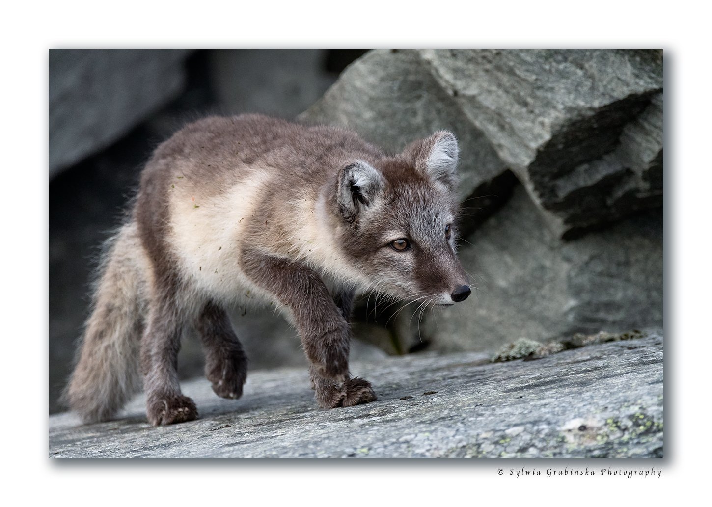 arctic fox, fox, animals, norway, fjelrev, fjällräv, wildlife, nature, Sylwia Grabinska