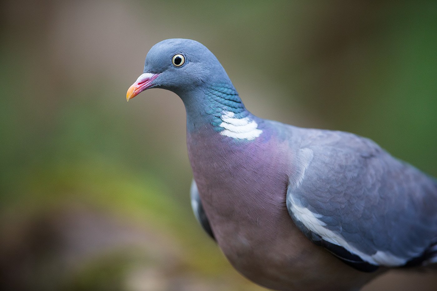 pigeon, wood pigeon, bird, wildlife, вяхирь, голубь, портрет, птицы, Голубев Дмитрий