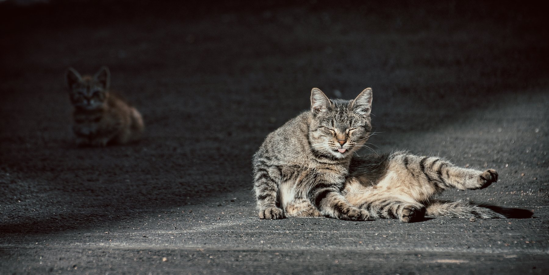 кот, коты, котэ, котёнок, кошка, кошки, Vladimir Kedrov