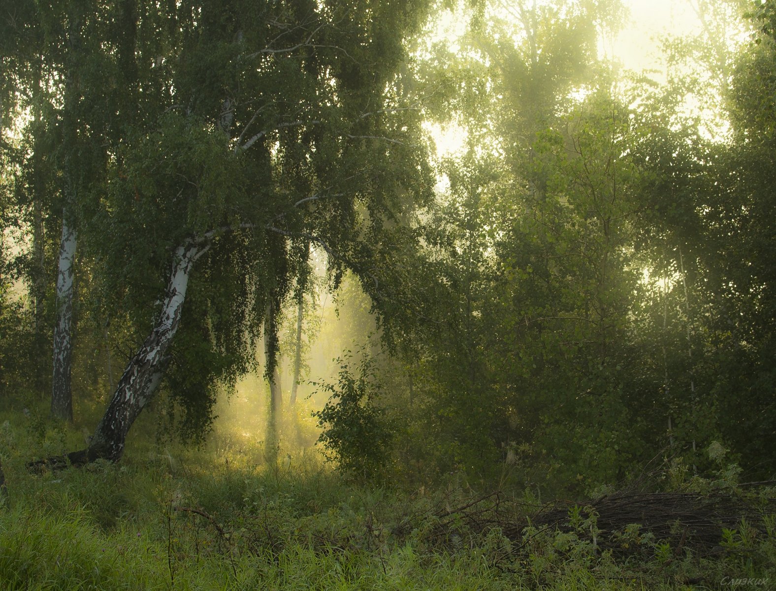 лес,туман,пейзаж,лето,утро, Инаида