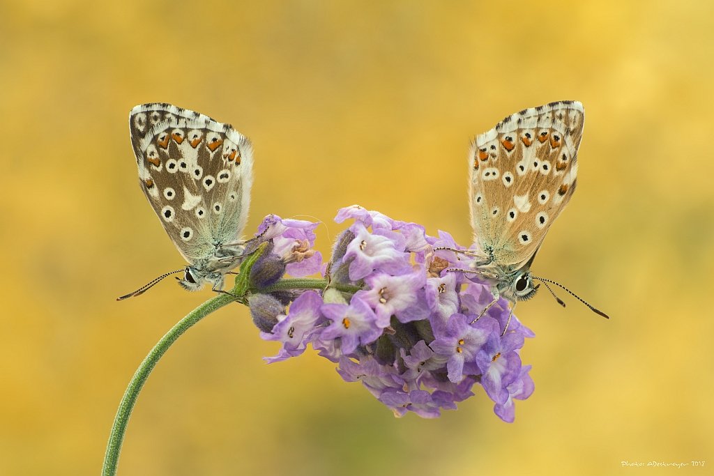 macro nature butterfly, Ryszard Lal