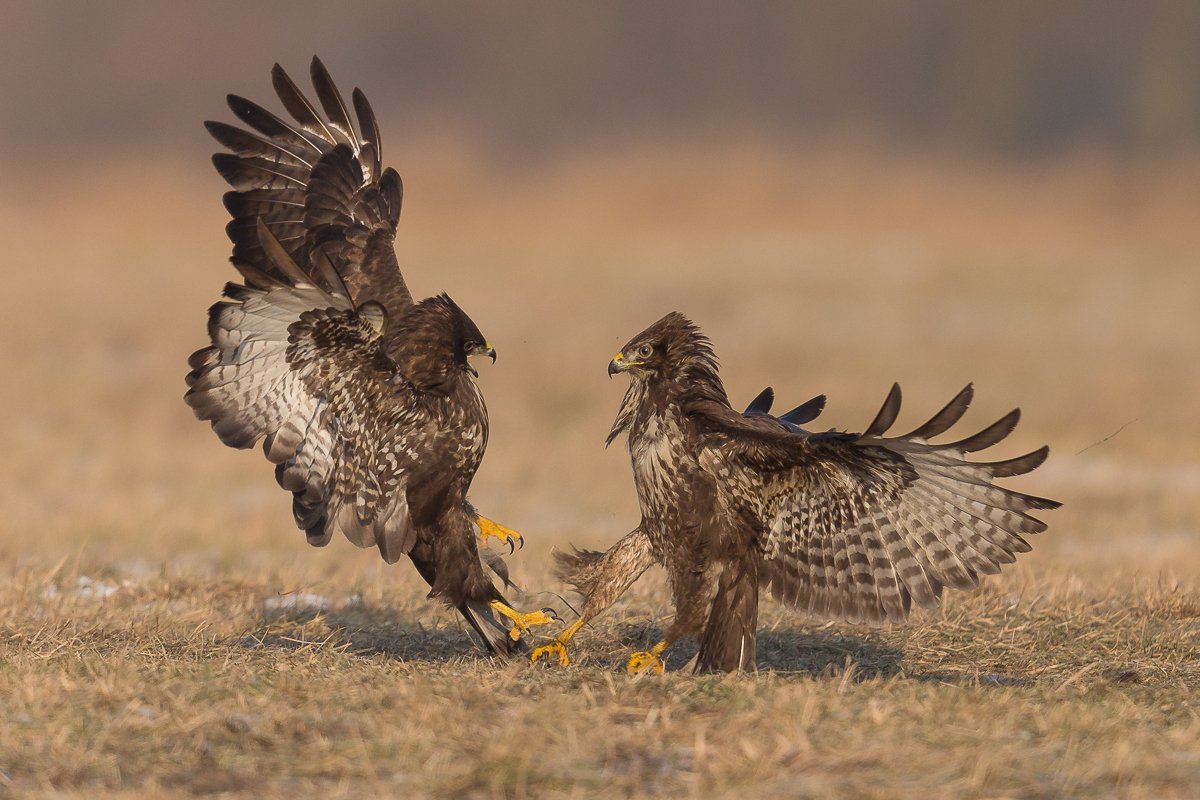 buzzard, fight,birds, Marek Biegalski