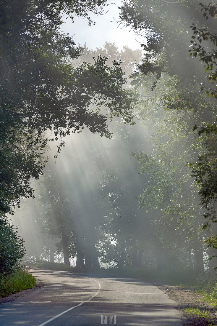 туман, лучи, утро, деревья, дорога,, Дмитрий Доронин