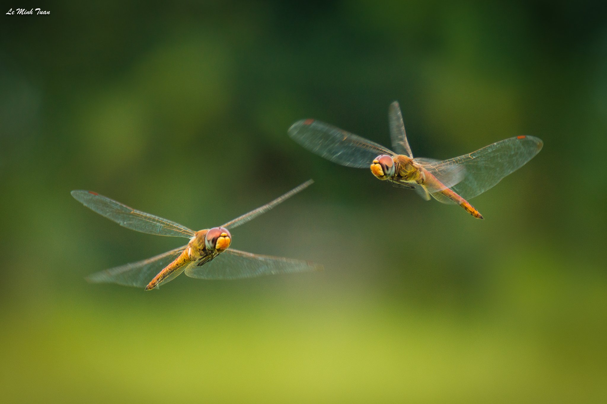 dragonfly, Lê Minh Tuấn