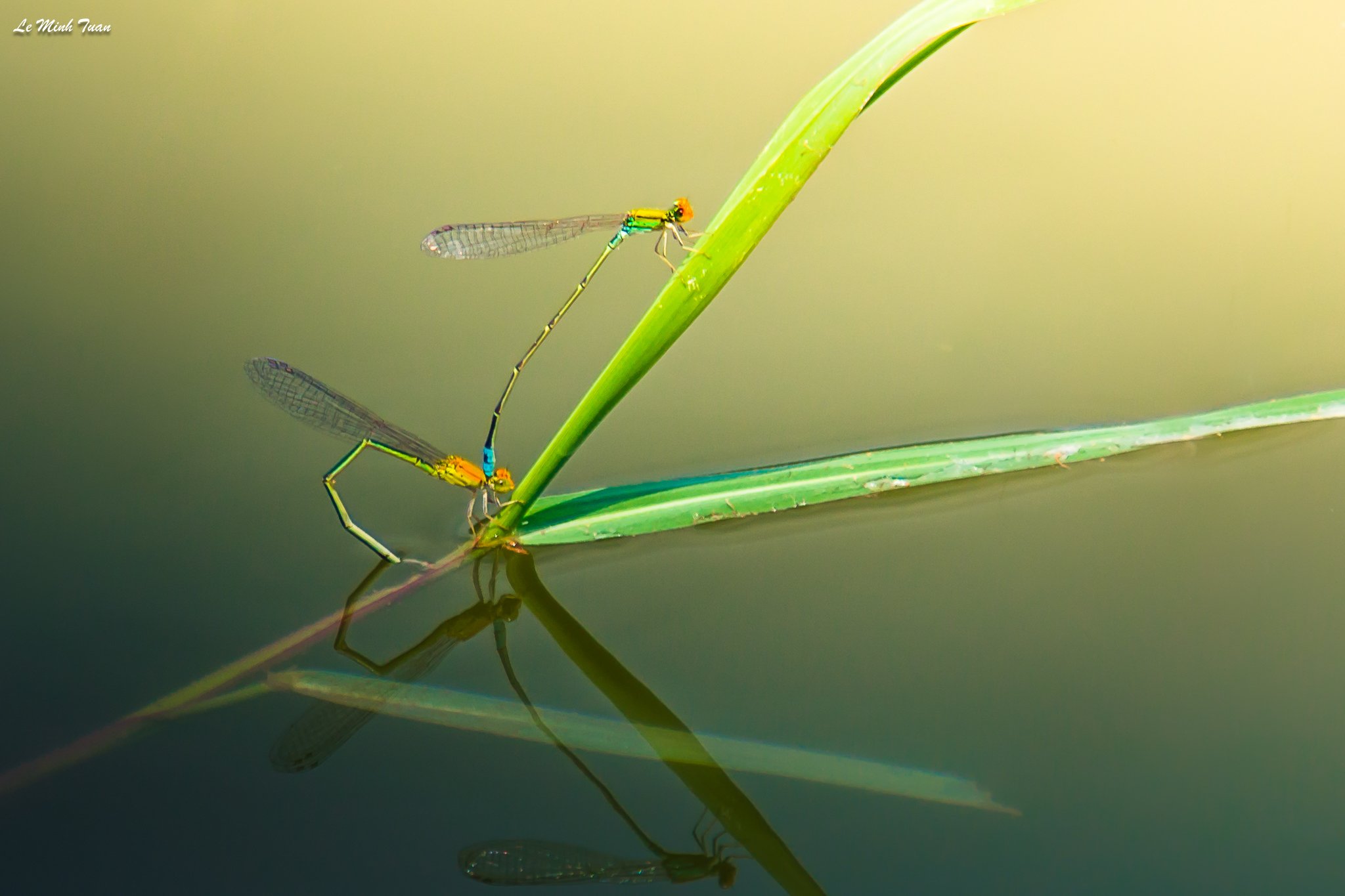 damselfly, Lê Minh Tuấn