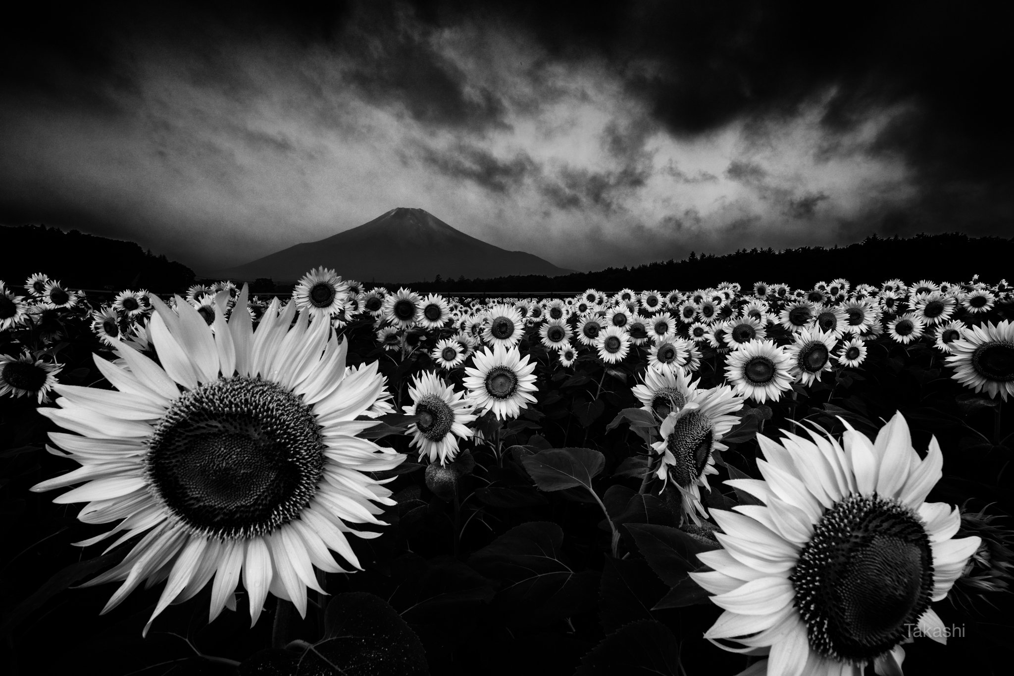 Fuji,mountain,Japan,clouds,flower,sun,summer,, Takashi