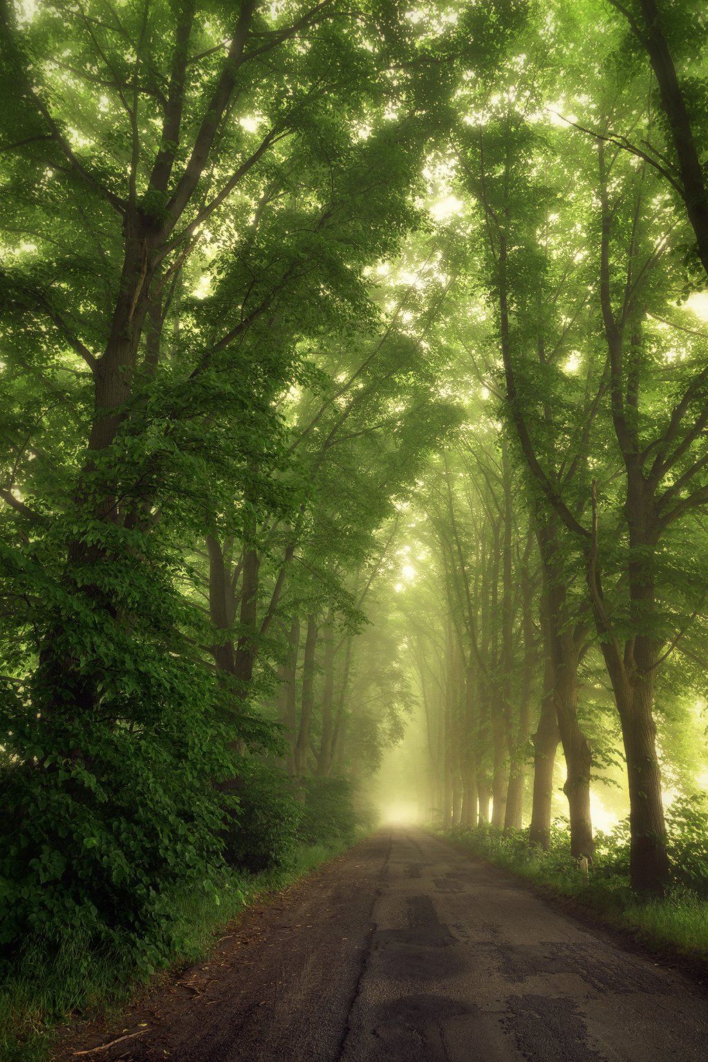 в туннеле tunnel nature magic mist foggy road path trees green poland dranikowski tunel, Radoslaw Dranikowski