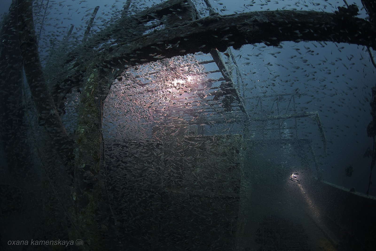 wreck fish schoolfish underwater, Оксана Каменская
