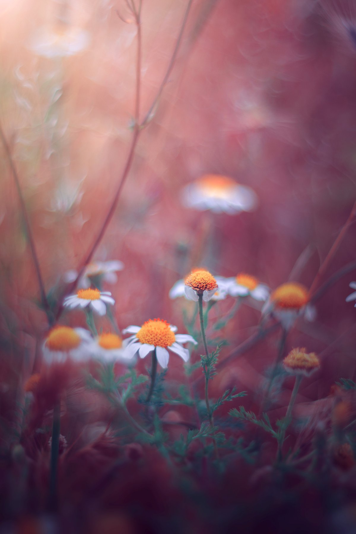pink,white,bokeh,light,nature,flowers,, Борислав Алексиев
