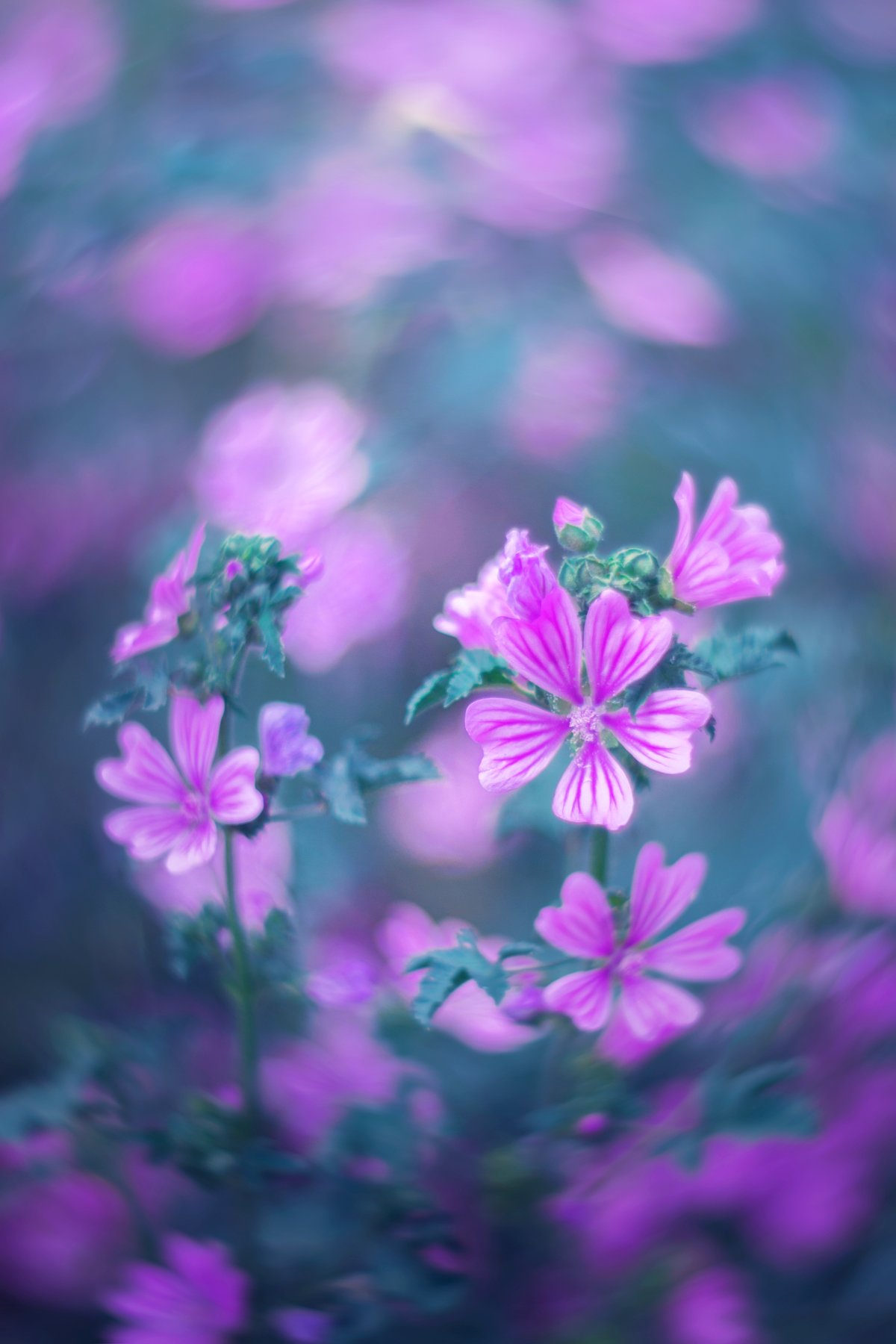 pink,blue,flowers,bokeh,light,nature,, Борислав Алексиев