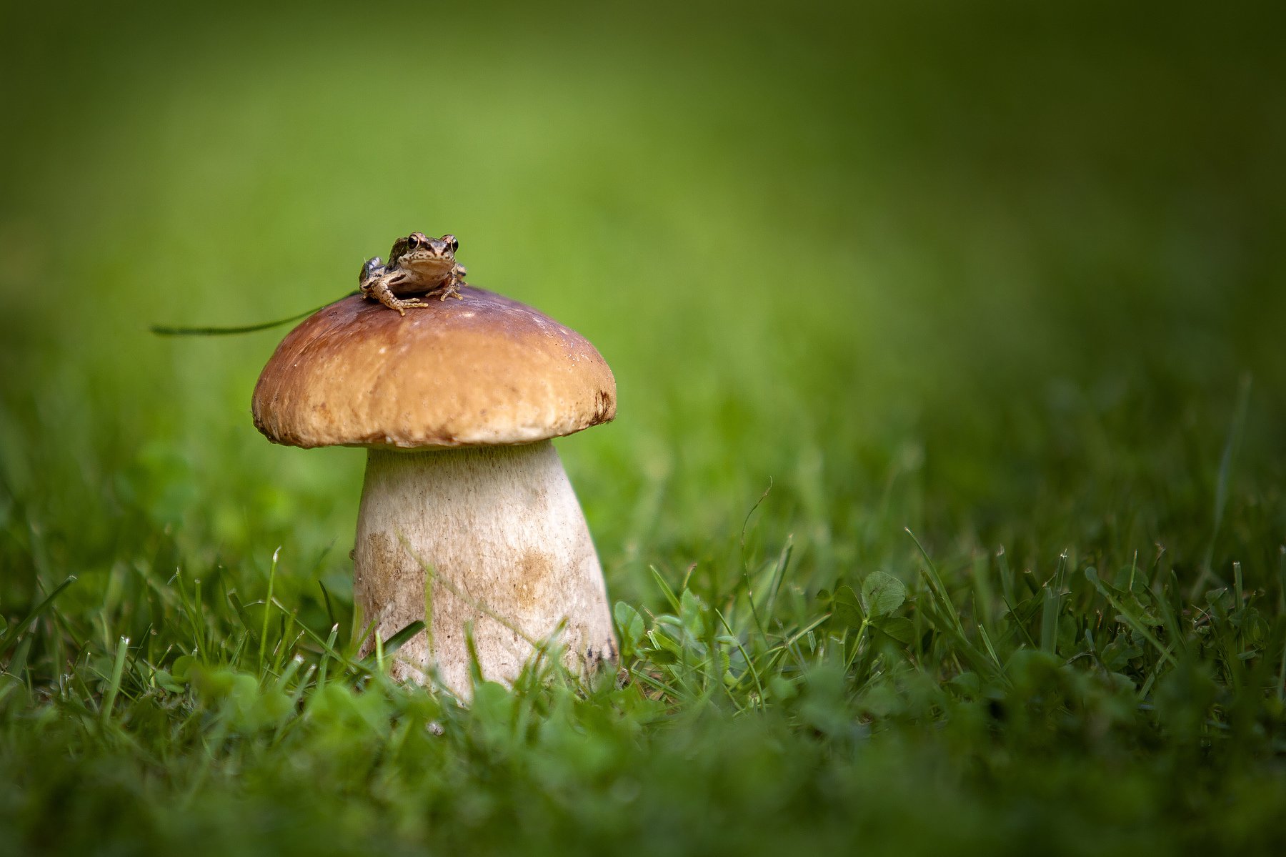 лягушка, гриб, дождь, макро, трава, поле, Александр Игнатьев