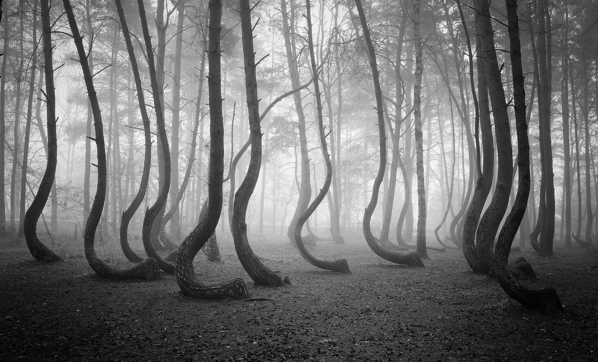 the crooked forest mist dark magic foggy morning art bw poland dranikowski las trees, Radoslaw Dranikowski