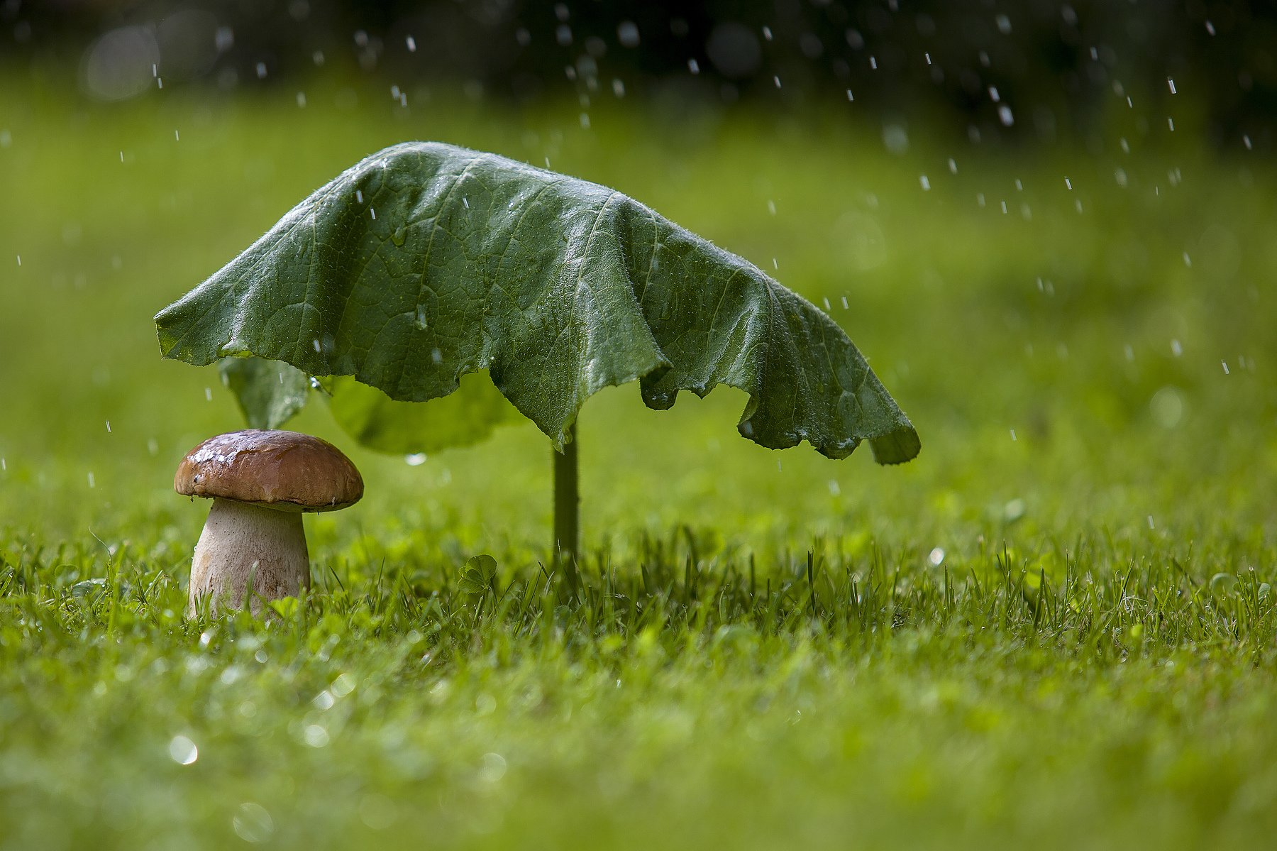 Просто летний дождь. Фотограф Игнатьев Александр