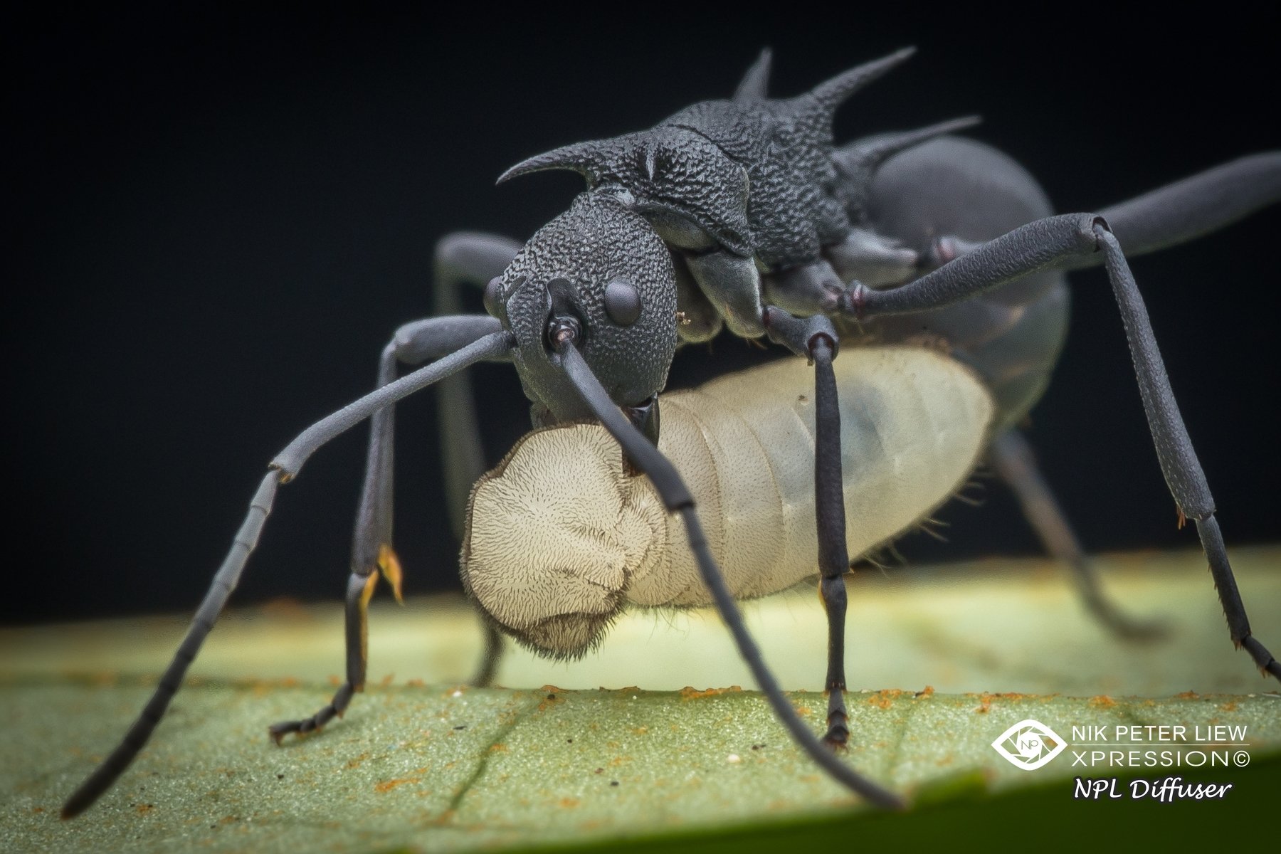 #spiny ant #nature #npl, Nik Peter Liew