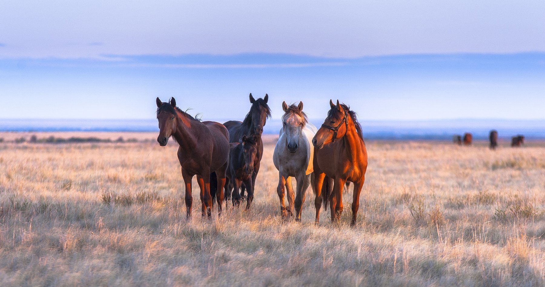 кони, лошади, смотрят, поле, степь, трава, орск, оренбуржье, Илья Логачёв
