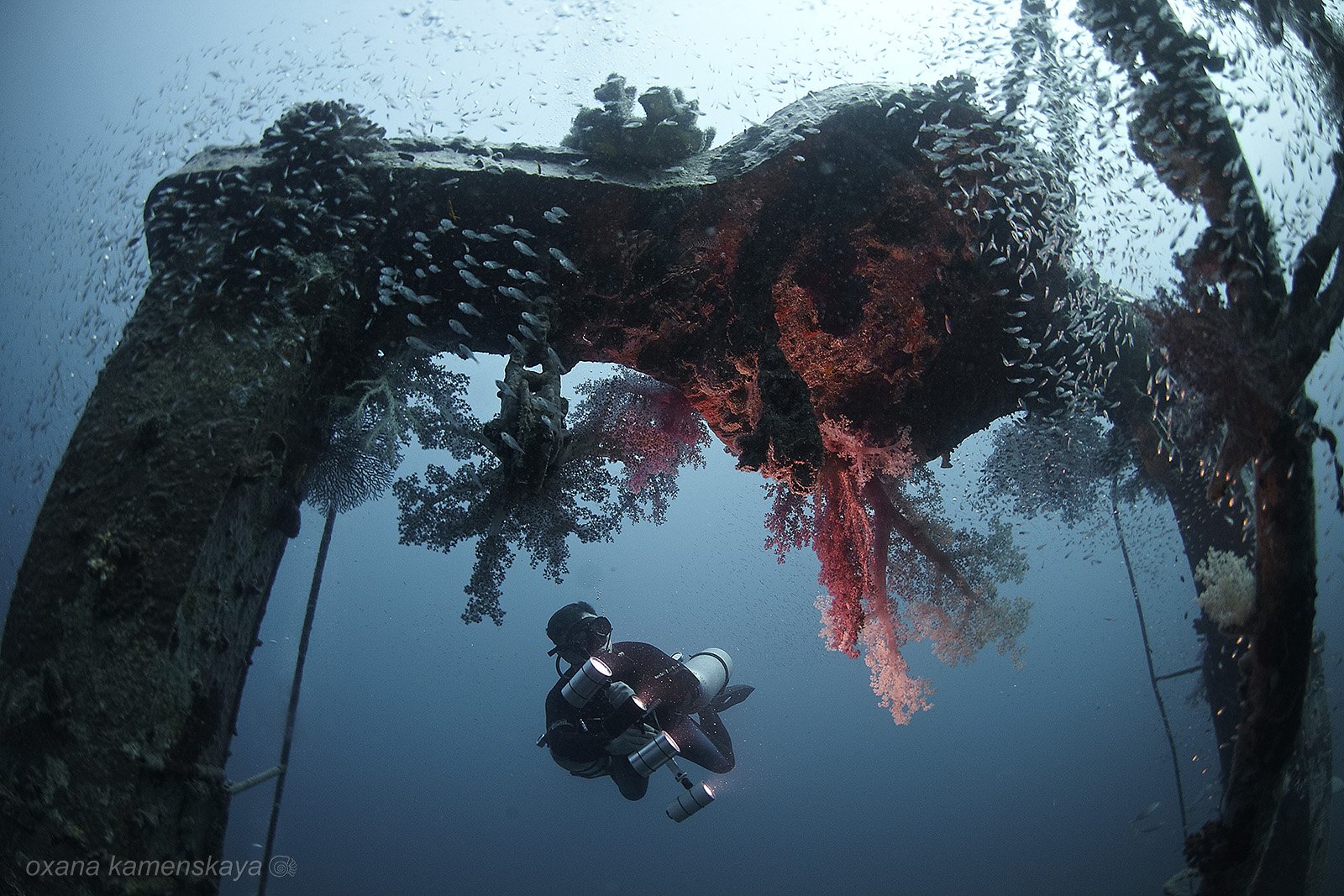 wreck fish underwater shipwreck stern, Оксана Каменская