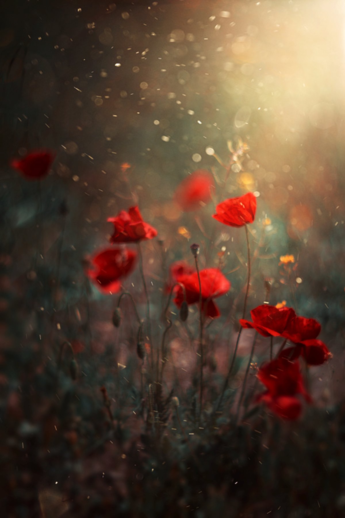 red,flowers,nikon,nature,bokeh,orange,light,dark,dust,, Борислав Алексиев