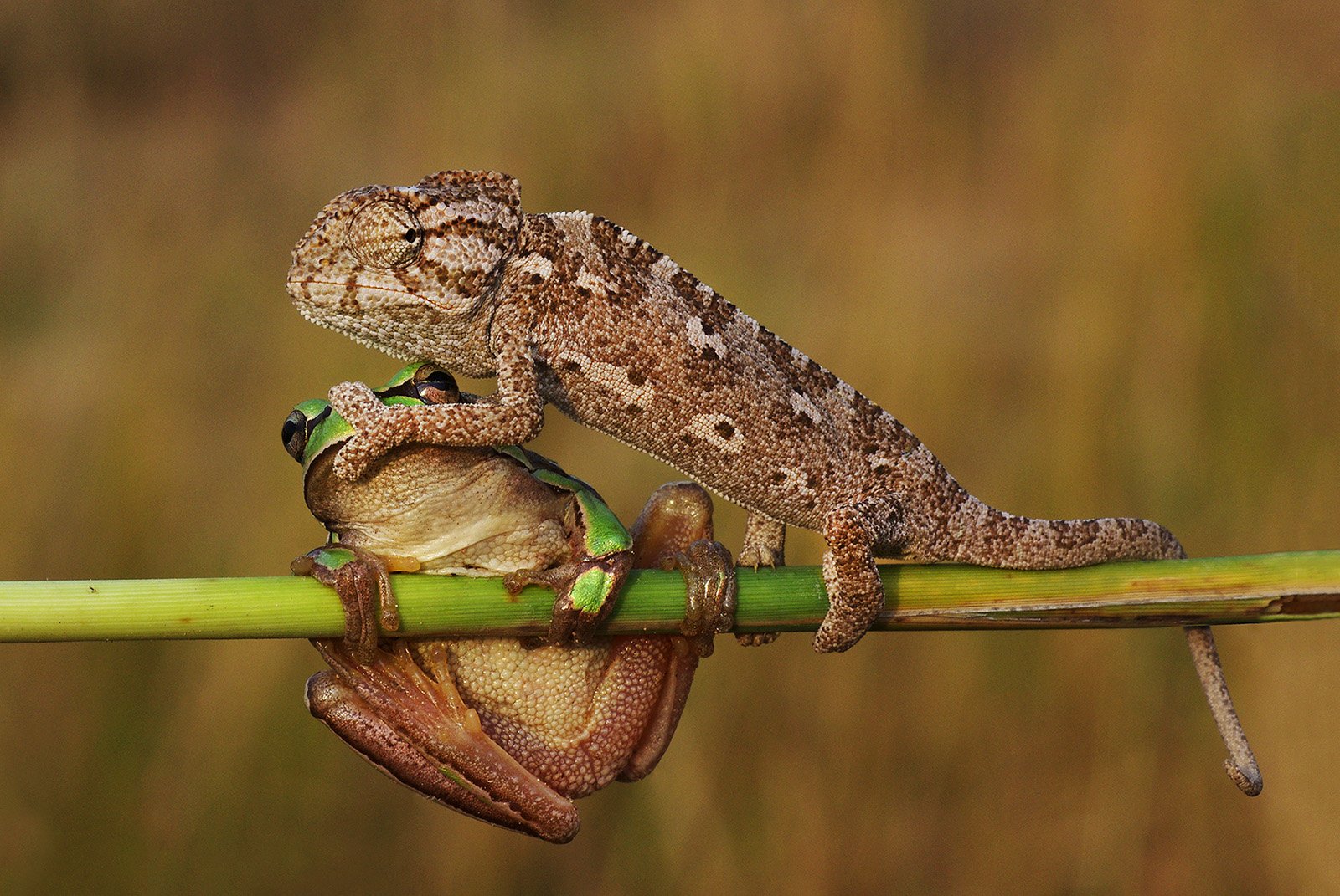 tree frog, chameleon, shut up, humor, animal, macro,, Savas Sener