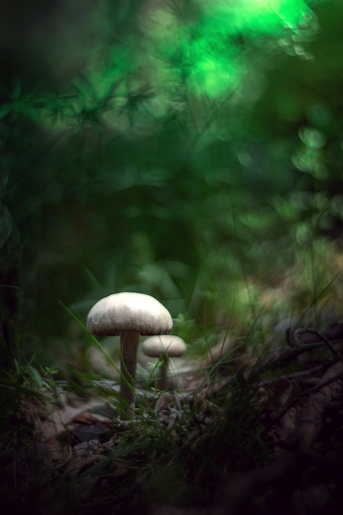 white,green,bokeh,nature,season,mushroom, Борислав Алексиев