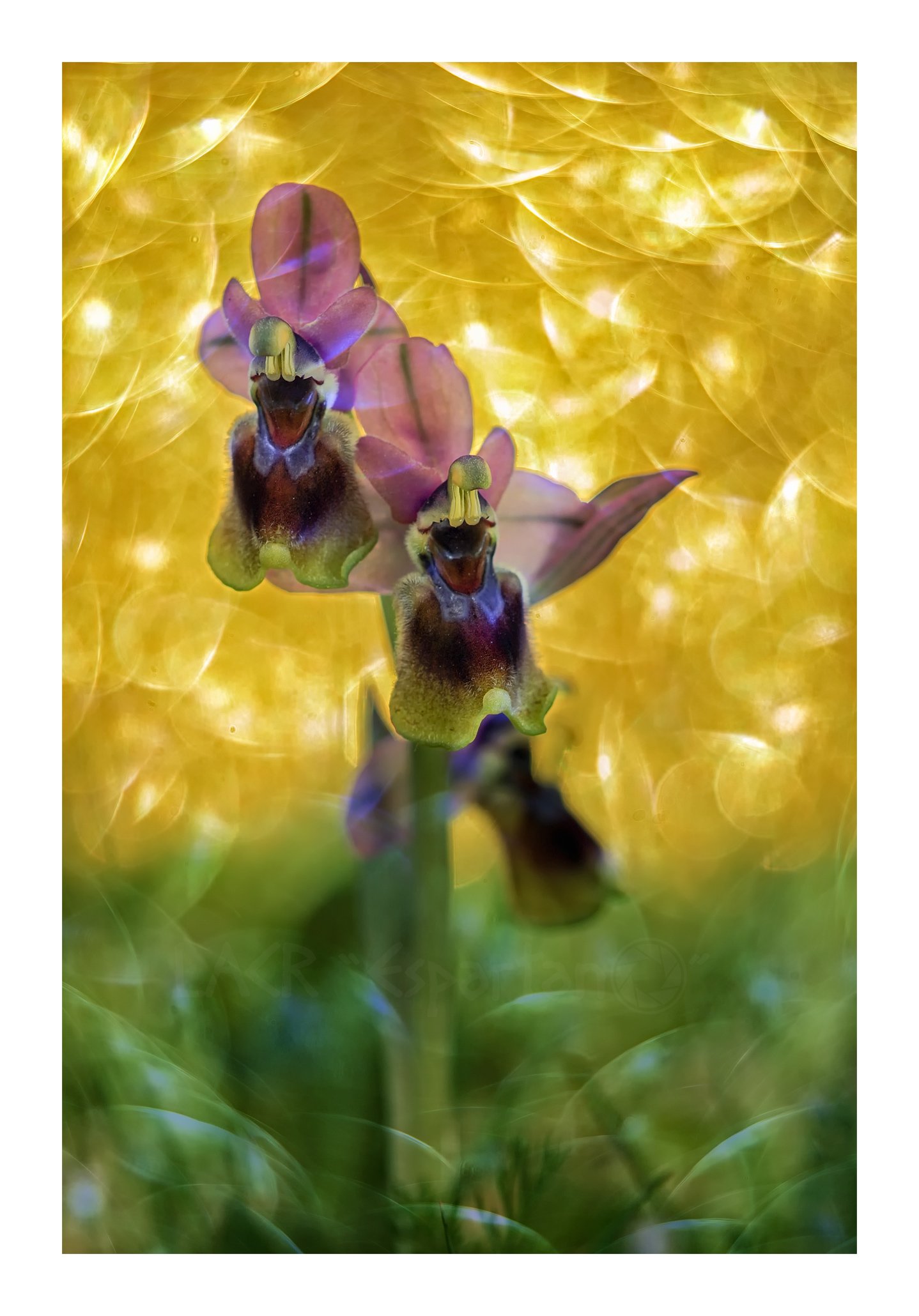 macro flores Orquídeas , Luis Antonio Clemente Rodriguez