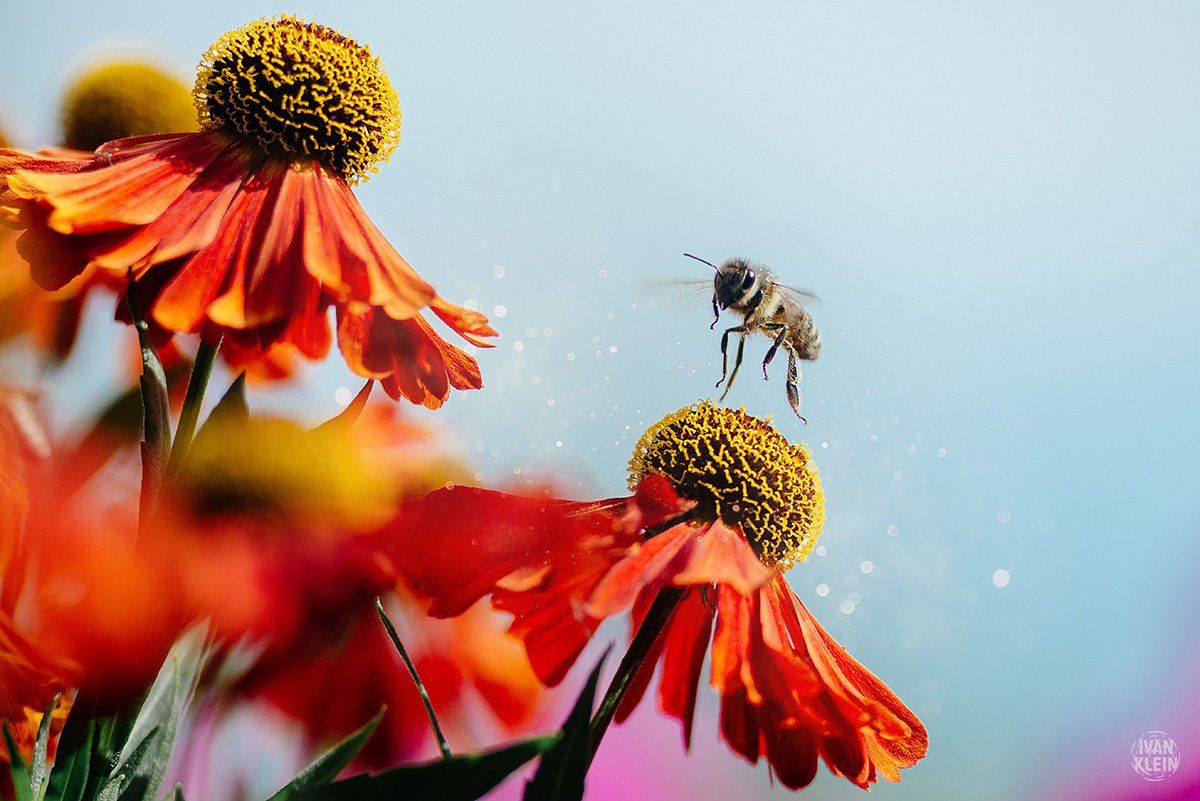 макро, макросъемка, пчела, пчелы, пчёлы, насекомое, насекомые, природа, животное, животные, цветы, боке, грип, лето, цветок,, Иван Клейн