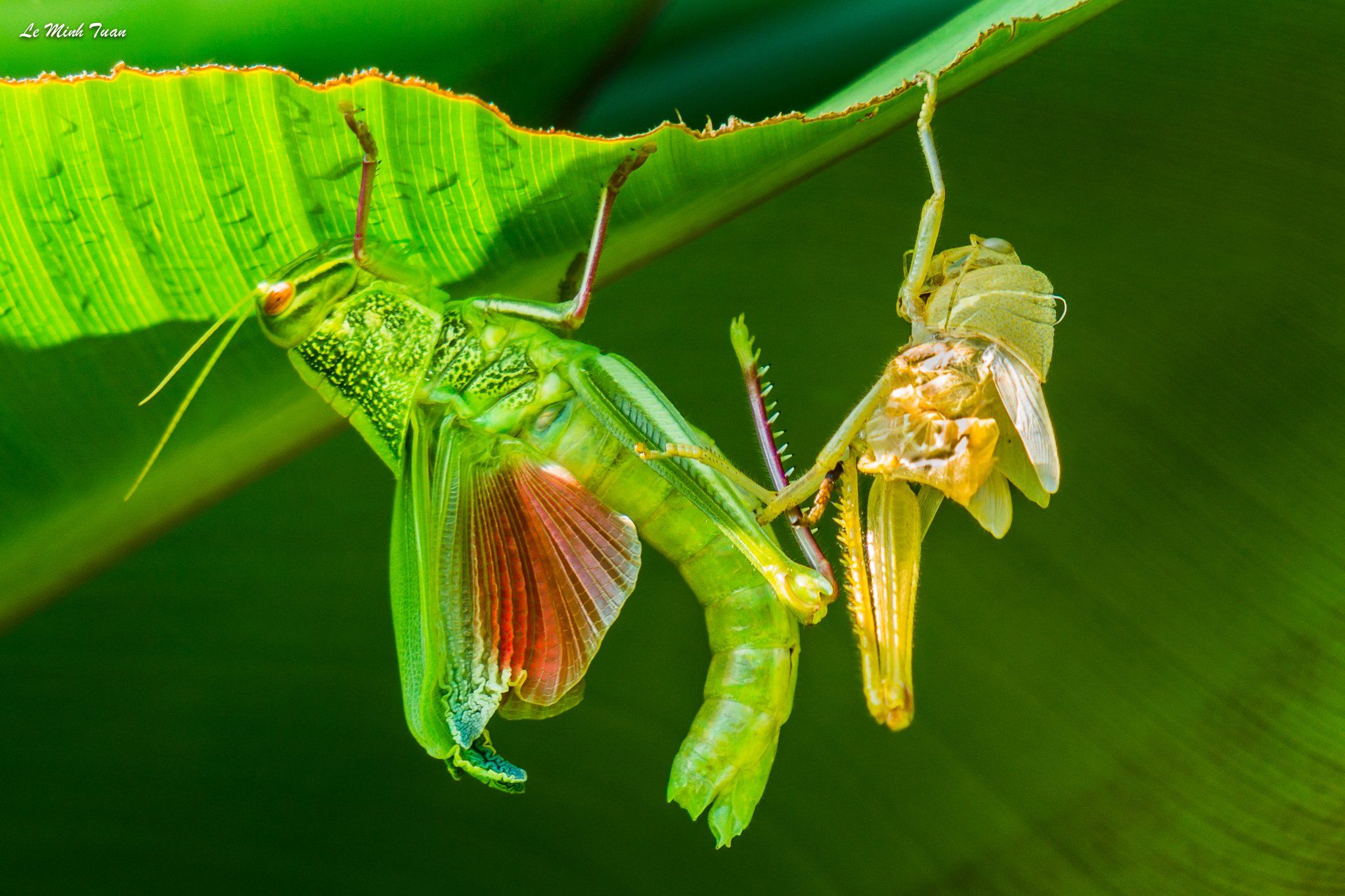 grasshoppers, Lê Minh Tuấn