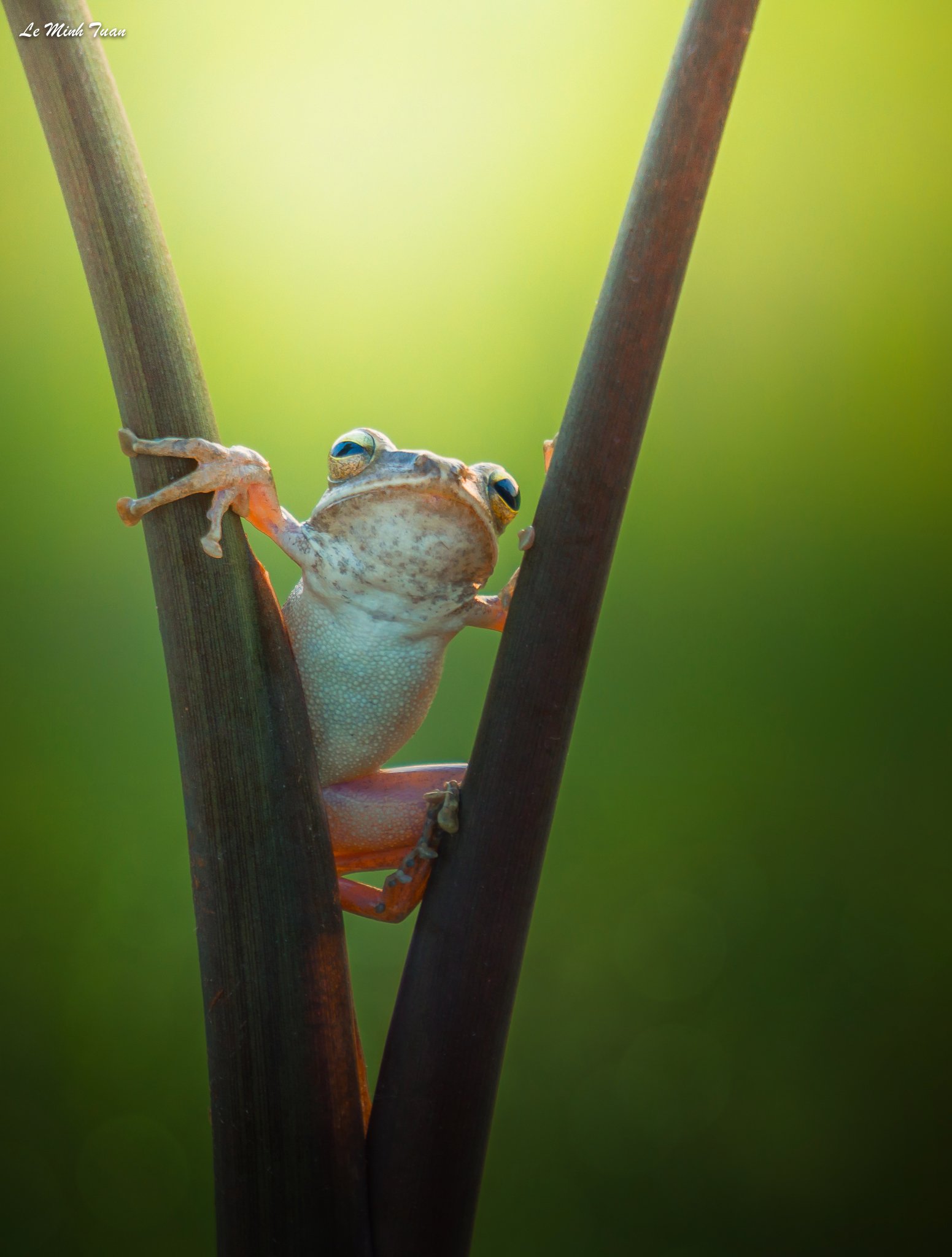 frog, Lê Minh Tuấn