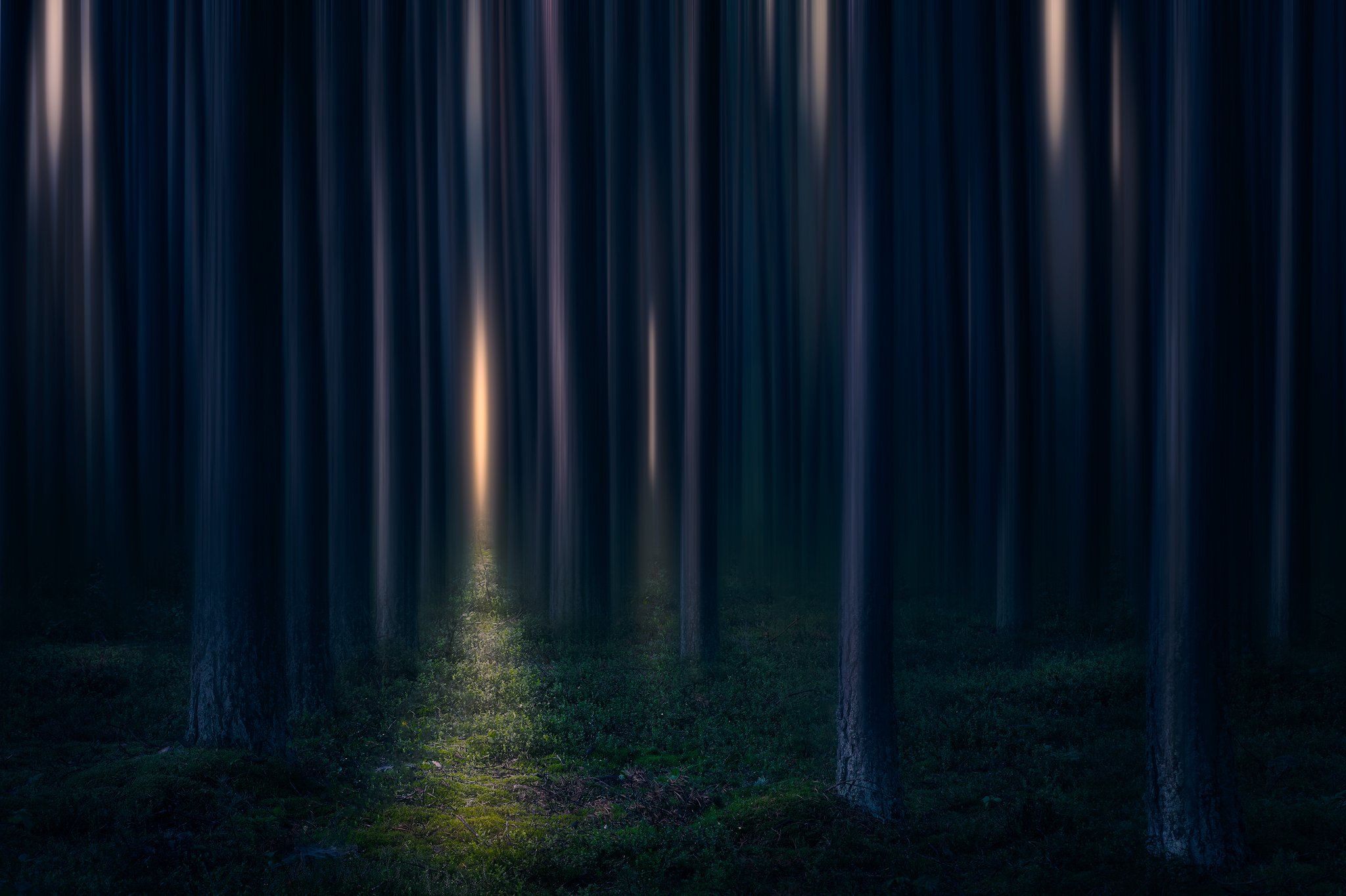 abstract forest trees mood fairytale podlasie poland lotr, Maciej Warchoł